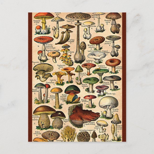 Vintage Mushroom Guide Postcard (Front)