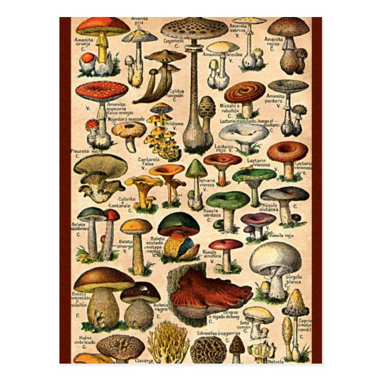 Vintage Mushroom Guide Postcard | Zazzle.co.uk