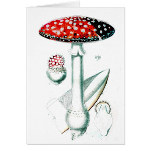 Vintage Mushroom Illustration