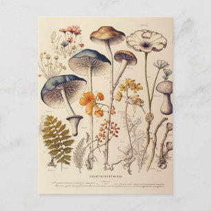 Vintage Mushroom Naturalist Postcard