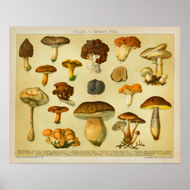 Vintage Mushroom Pilze Variety Toadstools Print (Front)