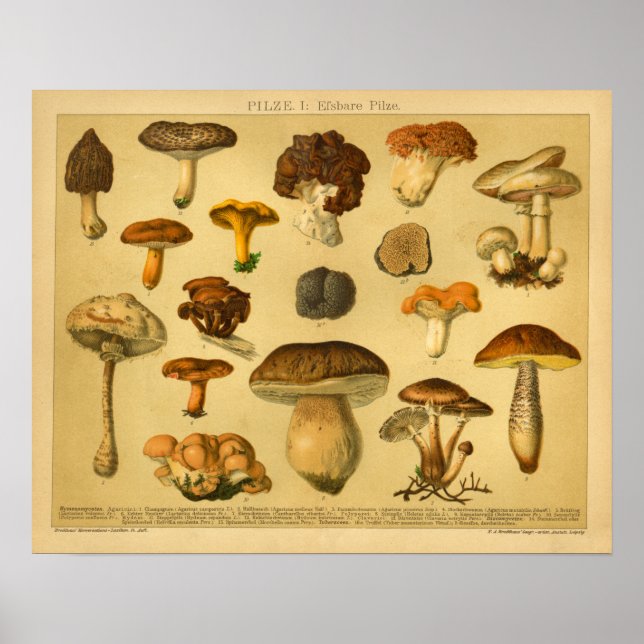 Vintage Mushroom Pilze Variety Toadstools Print (Front)