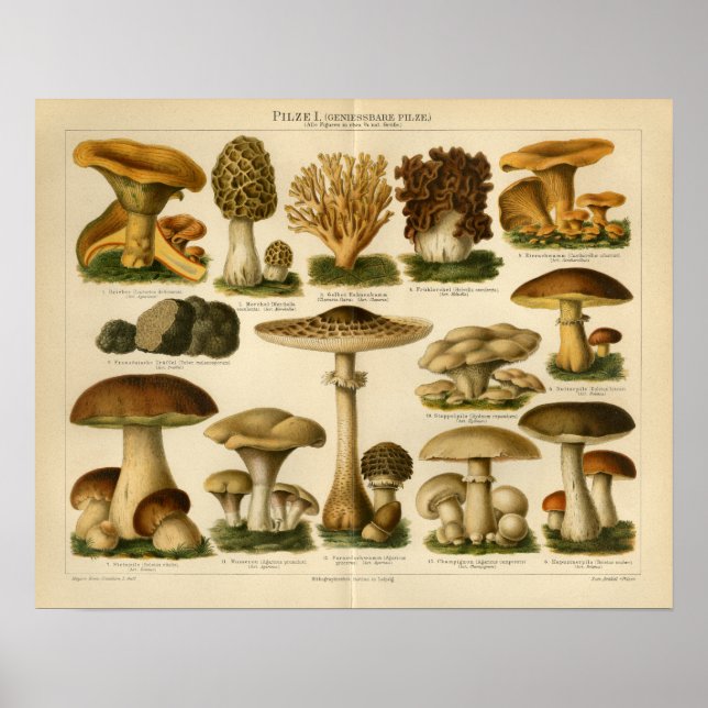 Vintage Mushroom Pilze Variety Yellow Brown Print (Front)