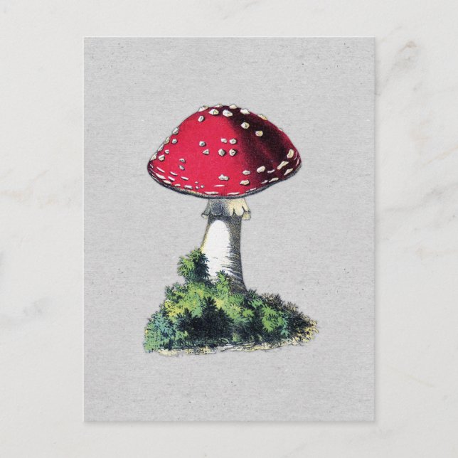 Vintage Mushroom Print Postcard (Front)