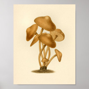 Vintage Mushrooms 1861 Art Print Brown