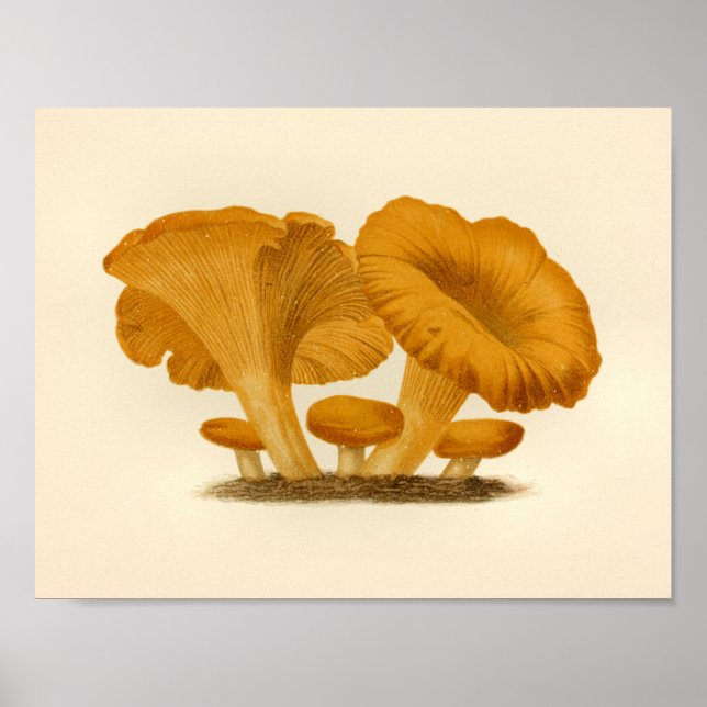 Vintage Mushrooms 1861 Art Print Yellow Fungus (Front)