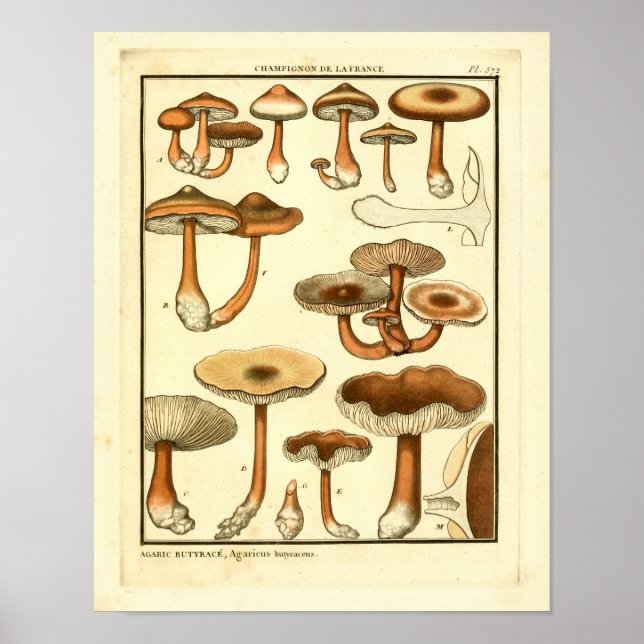 Vintage Mushrooms Brown Cap French Art Print (Front)