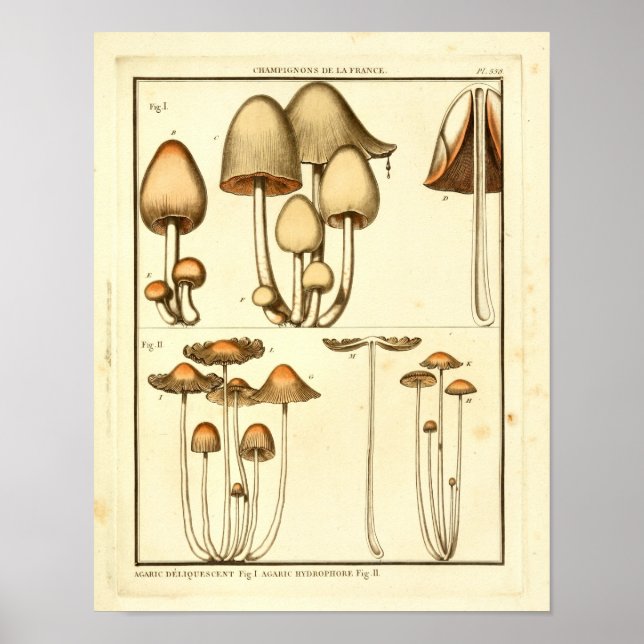 Vintage Mushrooms Brown Cap French Art Print (Front)