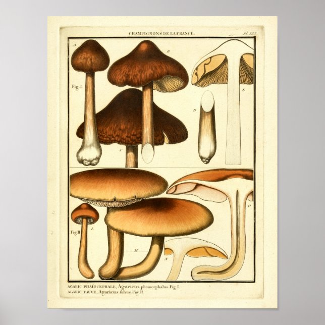 Vintage Mushrooms Brown Cap French Art Print (Front)