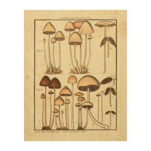 Vintage Mushrooms Brown Cap French Art Print
