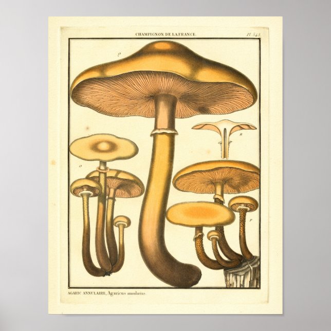 Vintage Mushrooms Brown Fungus French Art Print (Front)