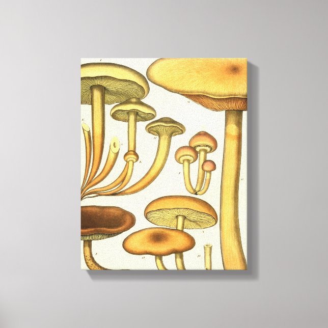 Vintage Mushrooms Brown Green French Art Print (Front)