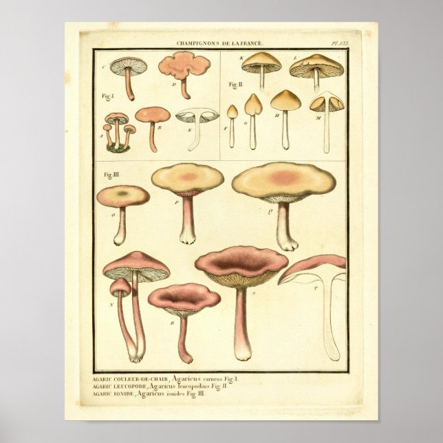 Vintage Mushrooms Brown Pink French Art Print (Front)