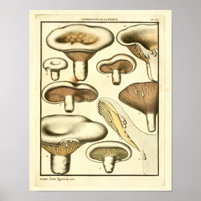 Vintage Mushrooms Brown White French Art Print (Front)