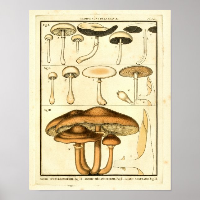 Vintage Mushrooms Brown White French Art Print (Front)