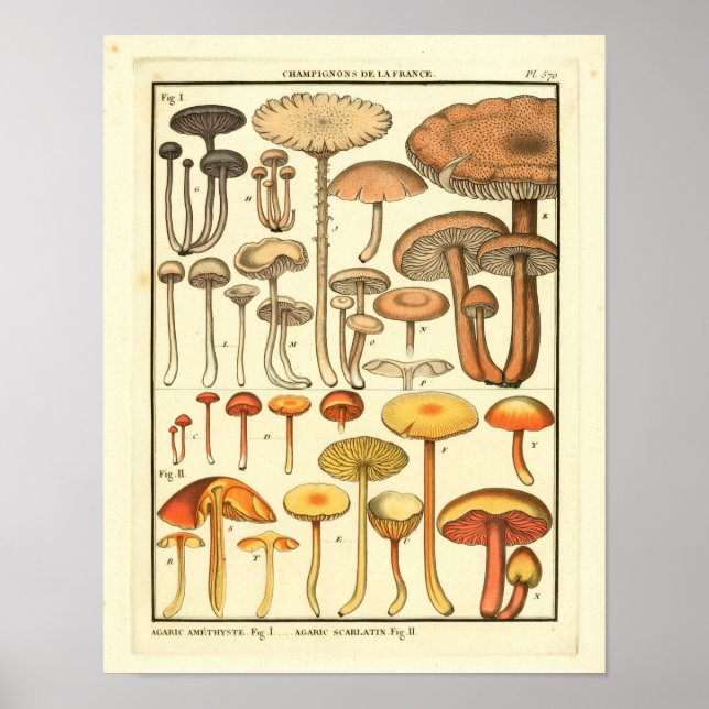 Vintage Mushrooms Brown Yellow French Art Print (Front)