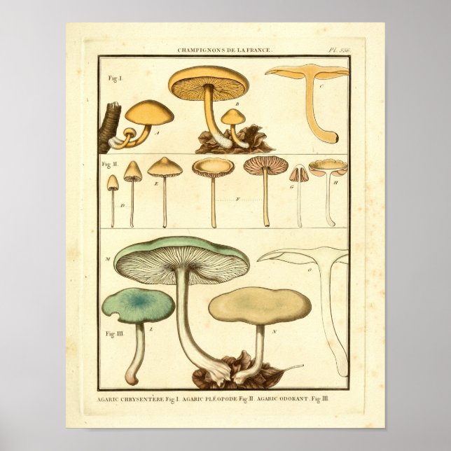 Vintage Mushrooms Green Yellow French Art Print (Front)