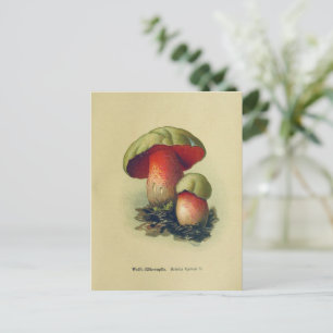 Vintage Mushrooms Postcard