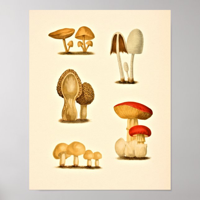 Vintage Mushrooms Varieties Art Print Red Yellow (Front)