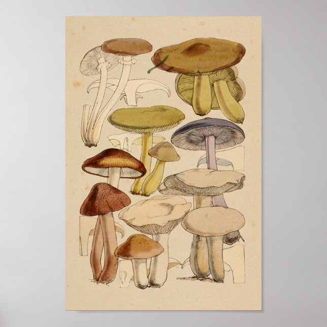 Vintage Mushrooms Varieties Green Purple Art Print (Front)