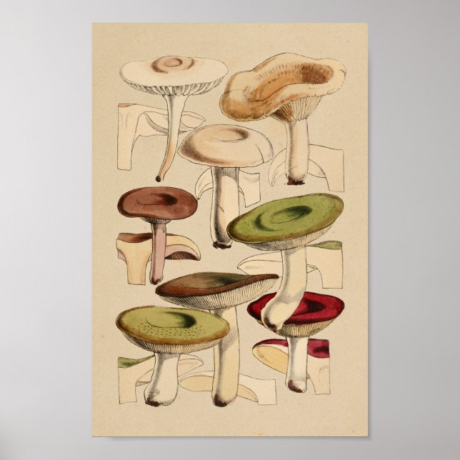 Vintage Mushrooms Varieties Green Red Art Print (Front)
