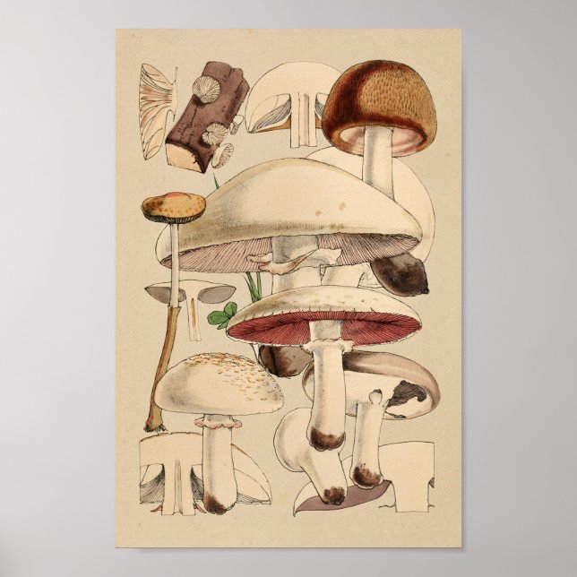 Vintage Mushrooms Varieties Red Brown Art Print (Front)
