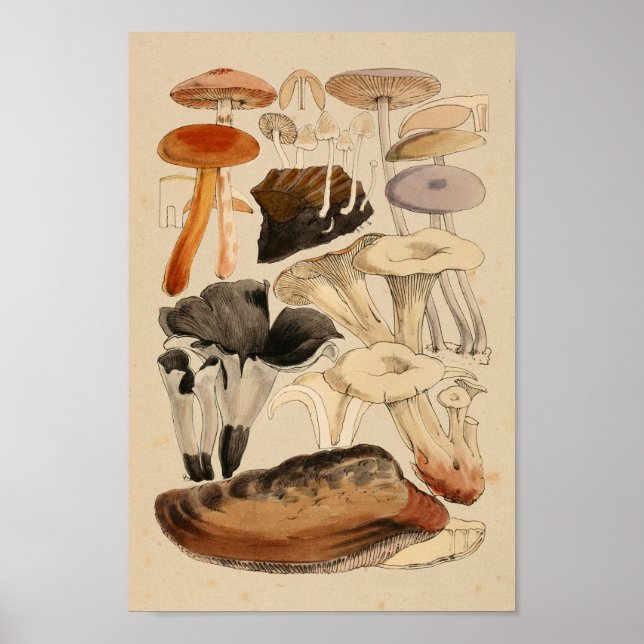Vintage Mushrooms Varieties Red Brown Art Print (Front)