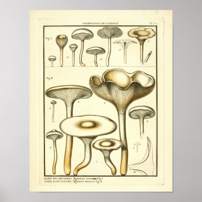 Vintage Mushrooms White Fungus French Art Print (Front)