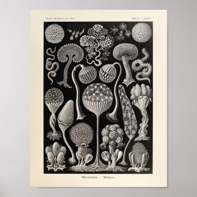Vintage Mycetozoa Ernst Haeckel Art Print (Front)
