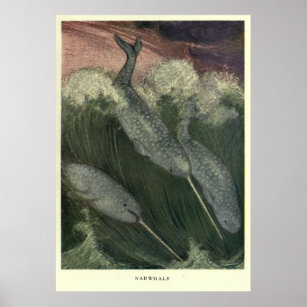 Vintage Narwhal Painting (1909) Poster