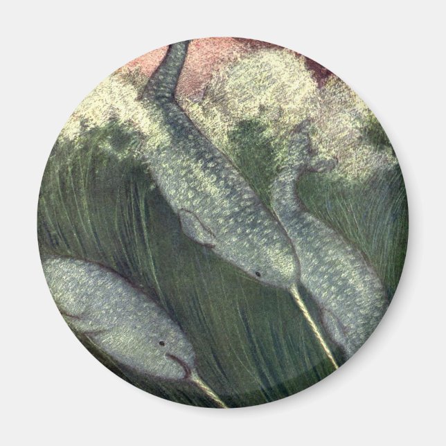 Vintage Narwhals, Marine Life Whales Ocean Animals Magnet (Front)