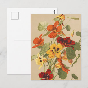 Vintage Nasturtium Floral Botanical Garden Art Postcard