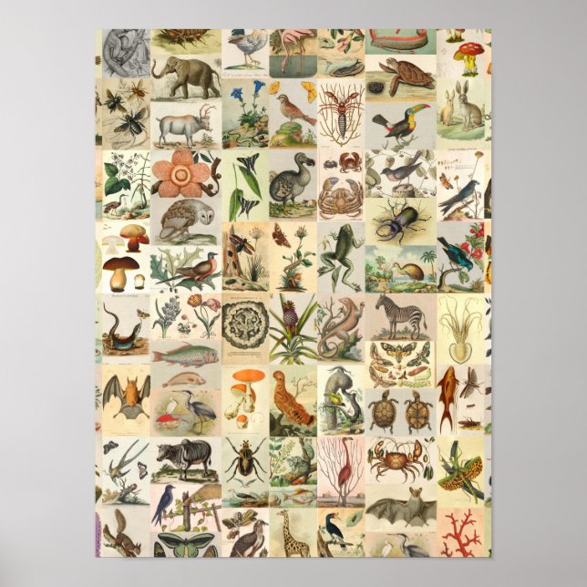 Vintage Natural History Art Collage Botanical Poster (Front)