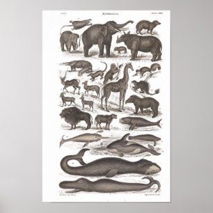 Vintage Natural History Mammals Poster