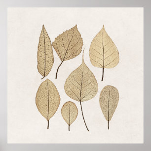 Vintage Naturalist Botanical Drawing Leaves 1858 Poster