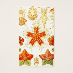 Vintage Naturalist Image of Starfish (Asteroidea)