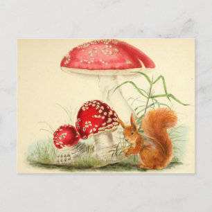 Vintage Nature Illustration - Squirrel, Mushrooms  Postcard