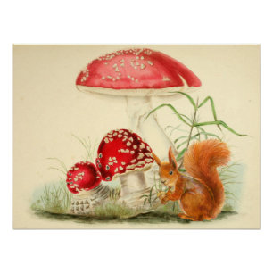 Vintage Nature Illustration - Squirrel, Mushrooms Poster