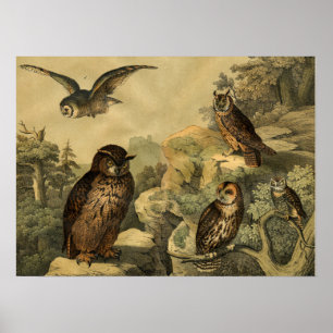Vintage Nature's Wonders Owls in Forest Art Deco Poster