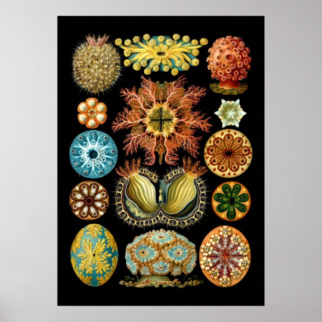Vintage Nautical Ascidiae by Ernst Haeckel Poster (Front)