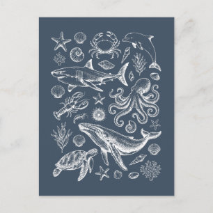 Vintage Nautical Marine Life Illustration Postcard
