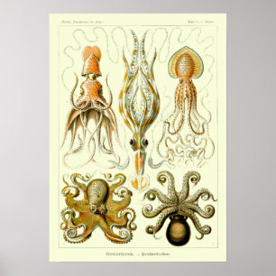 Vintage Nautical Octopus by Ernst Haeckel Poster