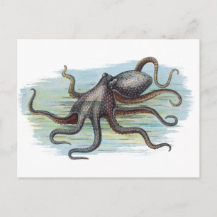 Vintage Nautical - Octopus Monster of the Deep Postcard