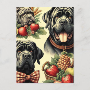 Vintage Neapolitan Mastiff Illustration Postcard