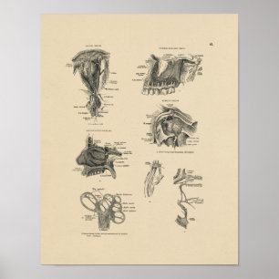 Vintage Nerve Anatomy 1880 Print