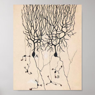 Vintage Neuron Drawing By Santiago Ramón y Cajal Poster