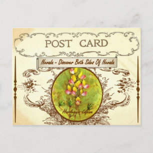 Vintage Nevada State Flower Postcard