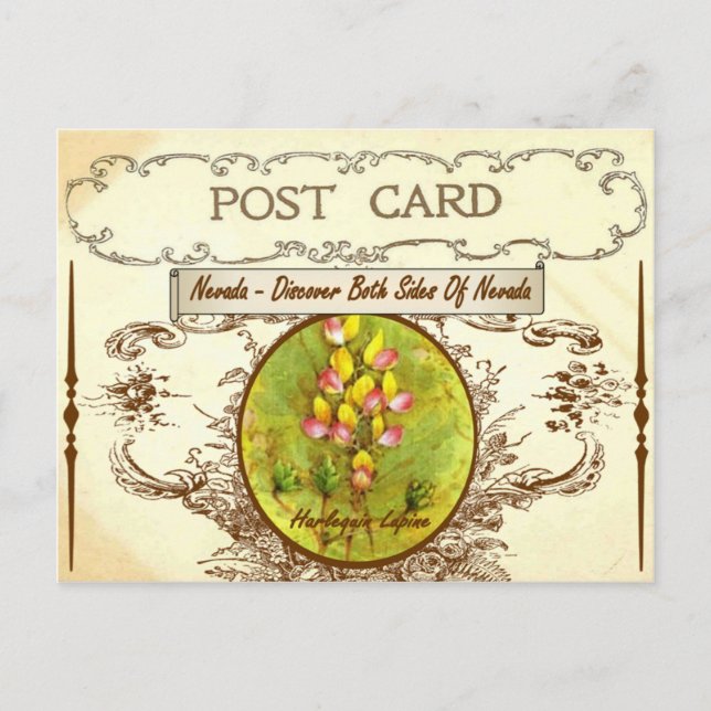 Vintage Nevada State Flower Postcard (Front)