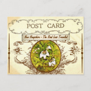 Vintage New Hampshire State Flower Postcard