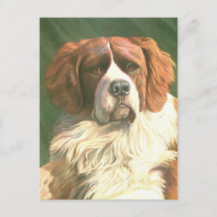Vintage Newfoundland Dog Postcard